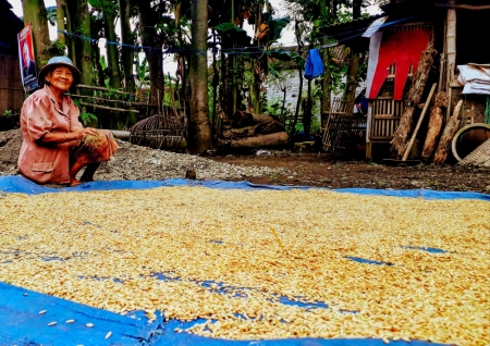 Tunai padi, Tunas bangsaku