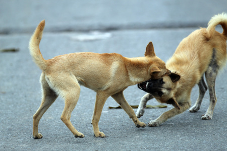 Bercandanya dua anjing  di pagi hari