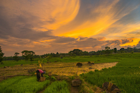 buruh tani