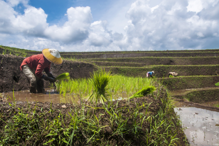 petani desa sirampog