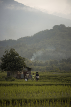 Pulang dari Sawah