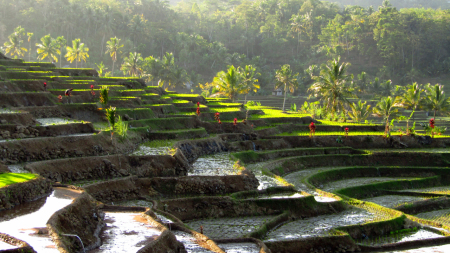 Sawah Terasering Tasikmalaya