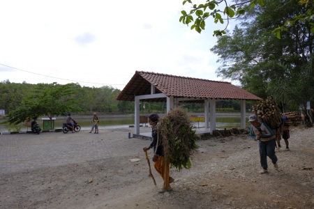 Pencari Kayu Di Desa Kemuning Gunungkidul