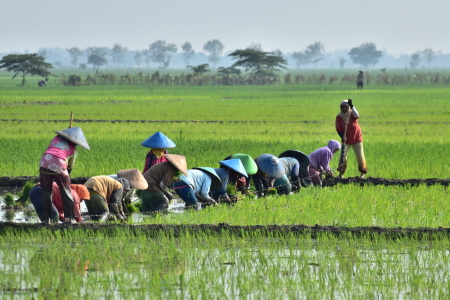 Pekerjaan mulia Petani