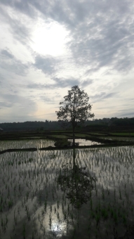 pohon di tengah sawah