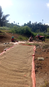 Penjemuran Padi Lokal