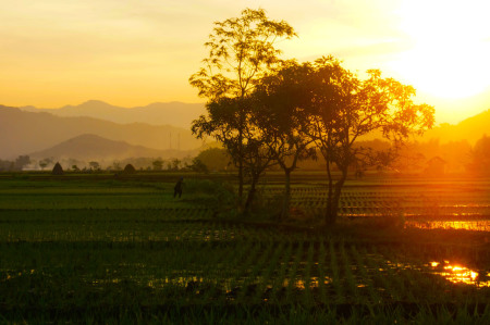 sawah indonesia