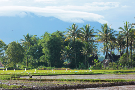 Semangat pagi petani di Minang