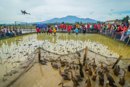 Perlombaan Tangkap Bebek Kampung Sawah