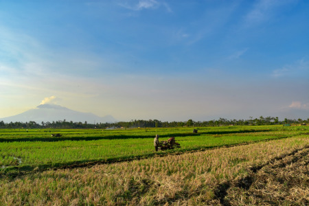 Membajak Sawah