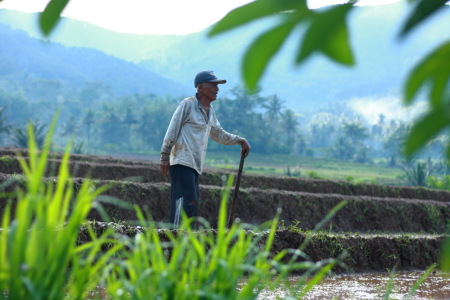 Tongkat Kayu dan Batu jadi Tanaman