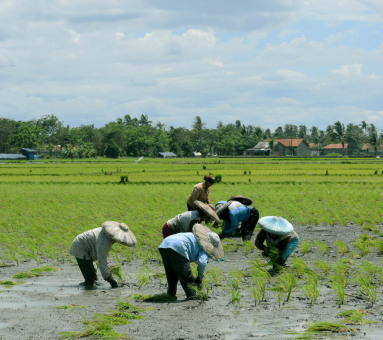 Menanam Padi