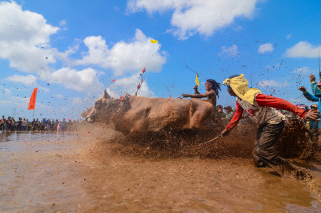 Balap Sapi Brujul Probolinggo