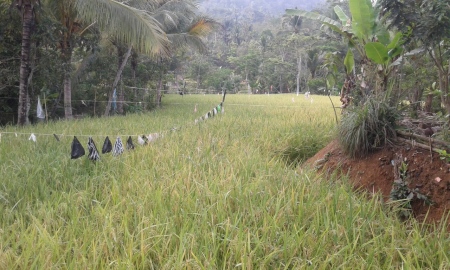 Padi yang sebentar lagi akan siap panen #hanyaindonesia