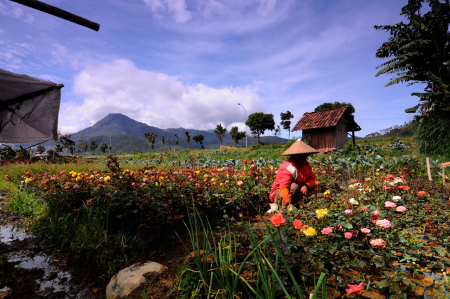 Mawar Cantik di Kampung Eksotik