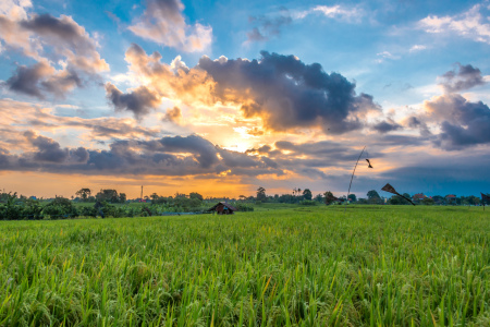 Senja di Subak Sembung