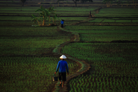 Pergi ke Sawah