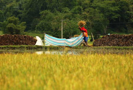 Panen Padi di Toraja