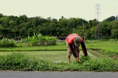 Rumput Liar