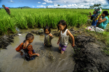 Bermain di Sawah