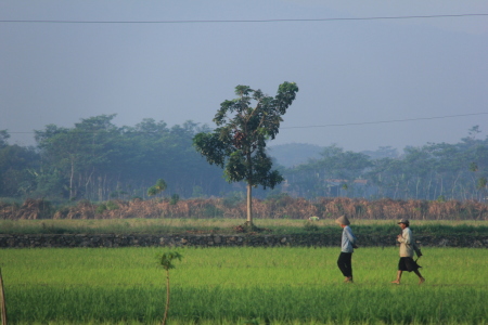 "Petani di Musim Panen"