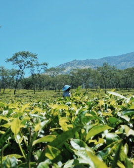 kebun teh di siang hari