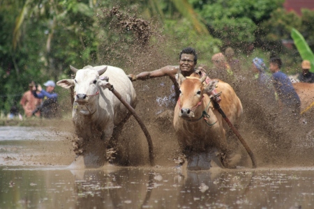 Pacu Jawi