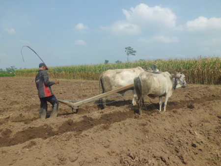 Bajak Sawah Tradisional