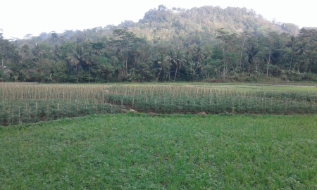 Indahnya pemandangan kampung halamanku dikala pagi hari