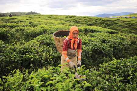 Memetik daun teh di pagi hari