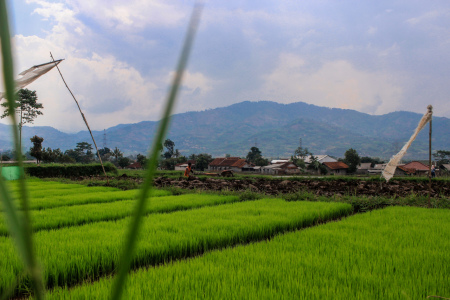 Petani