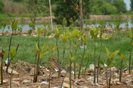 Bibit Mangrove Di Antara Tumpukan Sampah