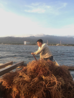 Petani Rumput Laut