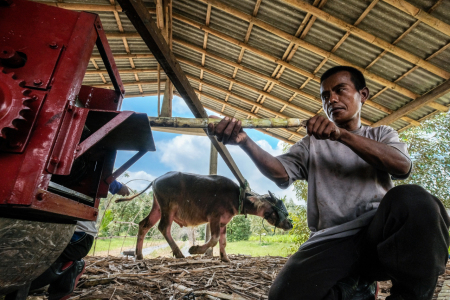 Produksi Gula Tebu Menggunakan Kerbau Sebagai Mesin Pemeras di Desa Langgongsari, Banyumas