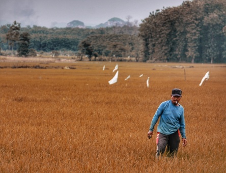 Petani milenial