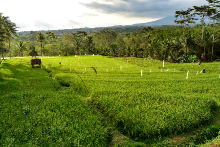 Petani Menjaga Padi