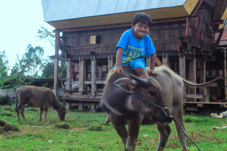 Arti Kerbau di masyarakat Toraja