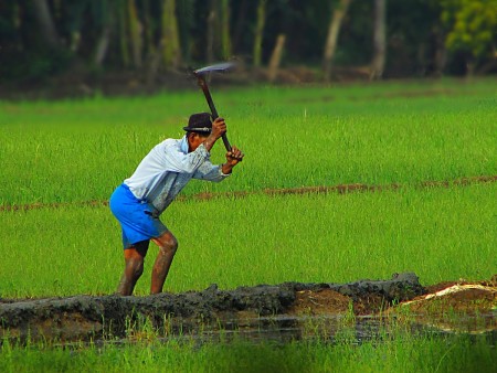 Mencangkul di sawah