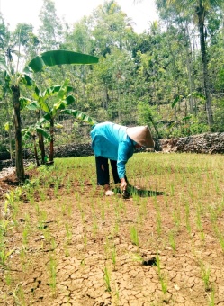 Matun "Membersihkan Ilalang"