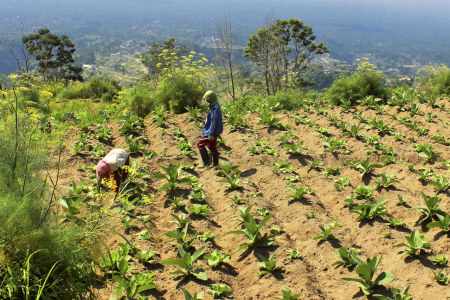 Merawat kebun Tembakau