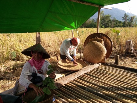 Panen Ladang Traditional.