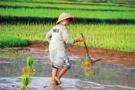 Persiapan menanam padi