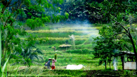 Kegiatan Panen di Sawah