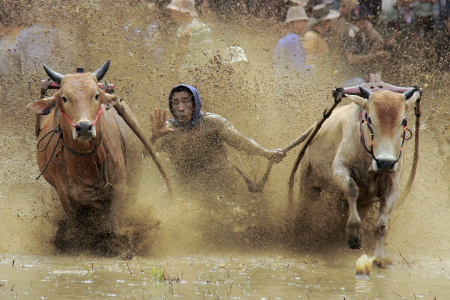 Aksi Joki Pacu jawi