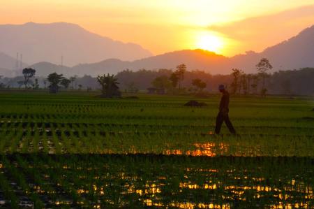 The Effort Of Farmer