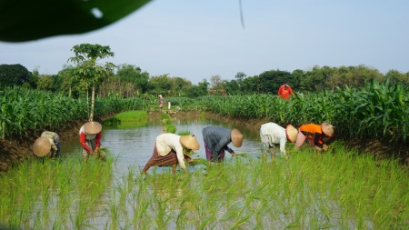 Semangat Menanam padi bersama