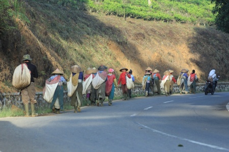 Pergi ke kebun