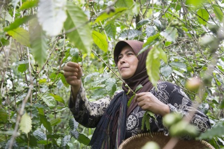 Pemetik Kopi Gunungsari