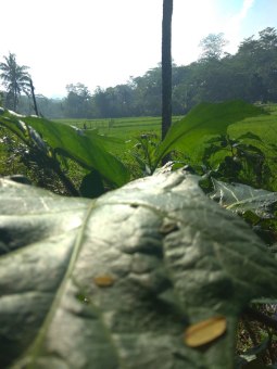 Panorama alam hijau pesawahan..