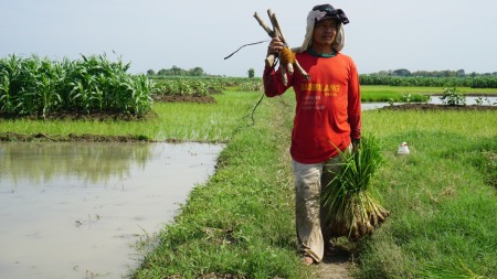 Senyum Petani